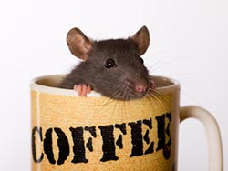 mysh-koffe