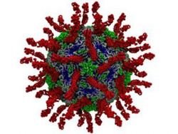 Вирус полиомиелита